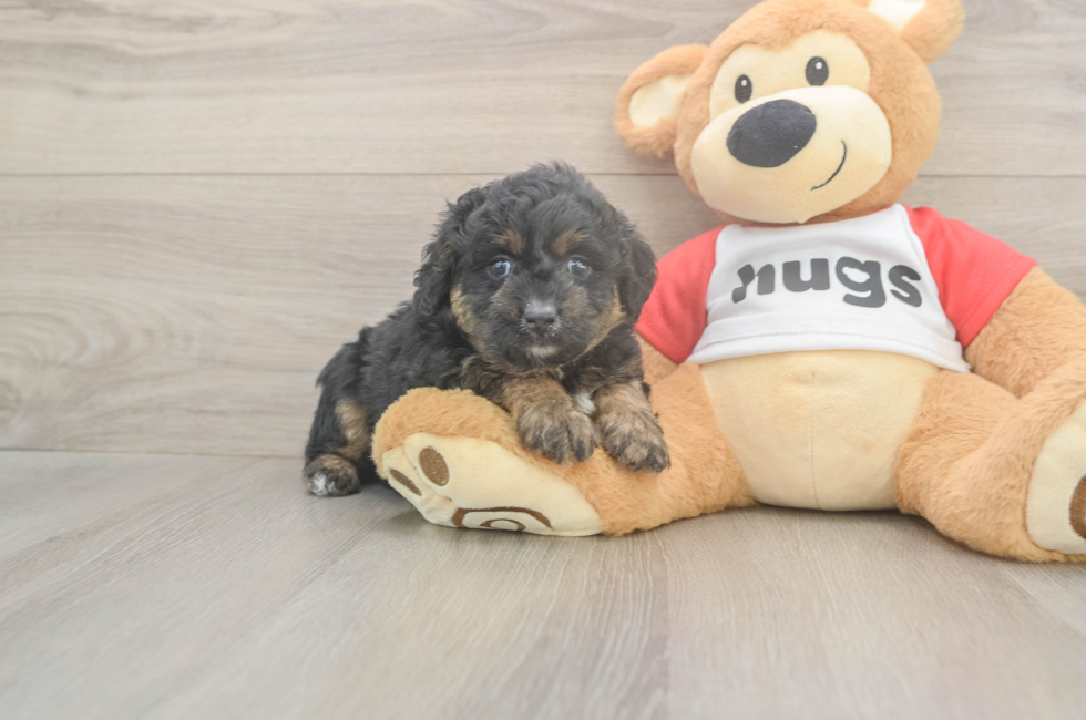 5 week old Mini Aussiedoodle Puppy For Sale - Lone Star Pups