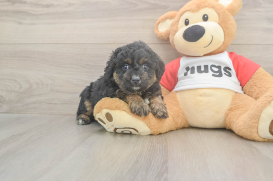 5 week old Mini Aussiedoodle Puppy For Sale - Lone Star Pups Cute Mini Aussiedoodle Baby