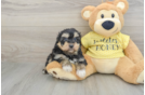 Smart Mini Aussiedoodle Poodle Mix Pup