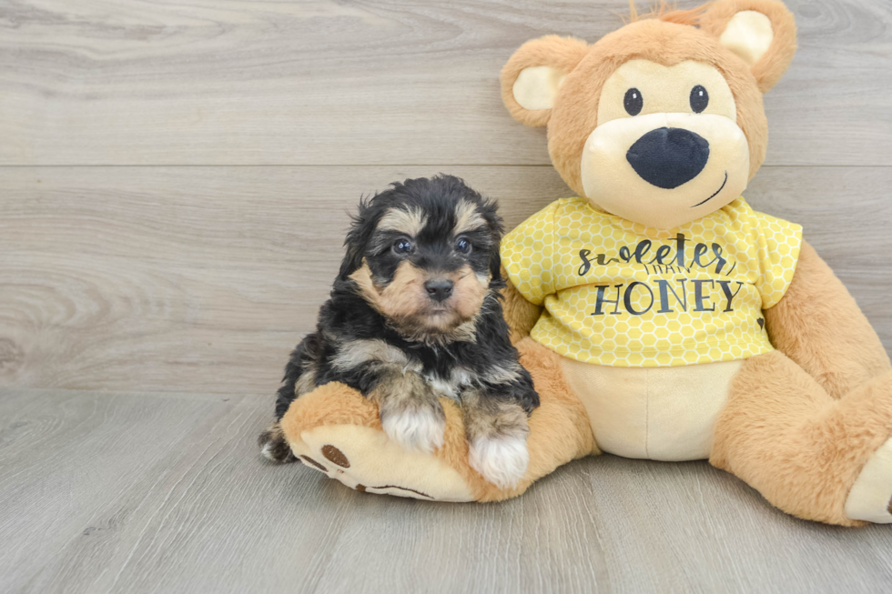 Smart Mini Aussiedoodle Poodle Mix Pup