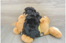 Best Mini Aussiedoodle Baby
