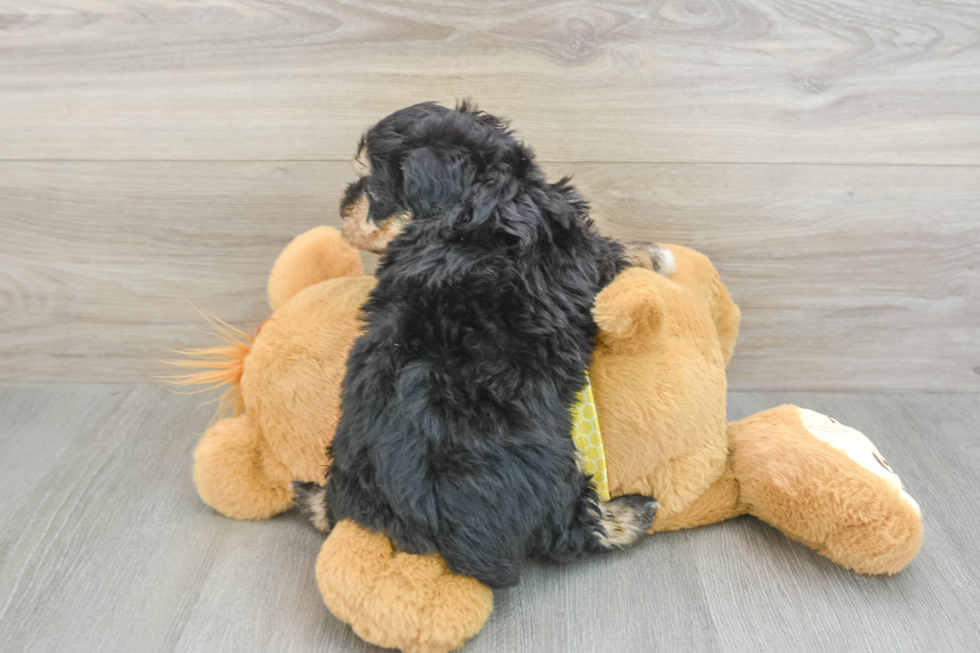 Best Mini Aussiedoodle Baby