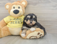 9 week old Mini Aussiedoodle Puppy For Sale - Lone Star Pups