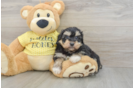 Happy Mini Aussiedoodle Baby