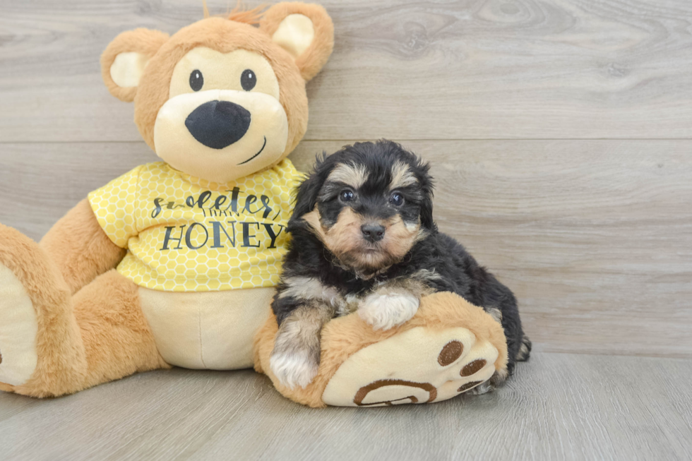 Happy Mini Aussiedoodle Baby