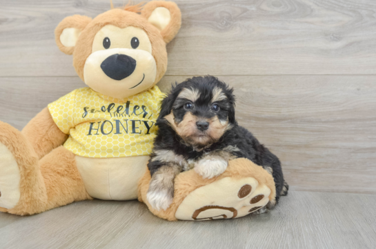 Happy Mini Aussiedoodle Baby