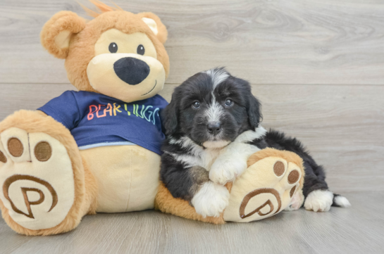 Petite Mini Aussiedoodle Poodle Mix Pup