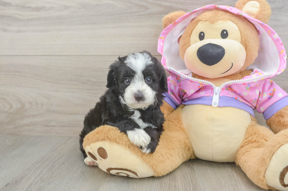 5 week old Mini Aussiedoodle Puppy For Sale - Lone Star Pups