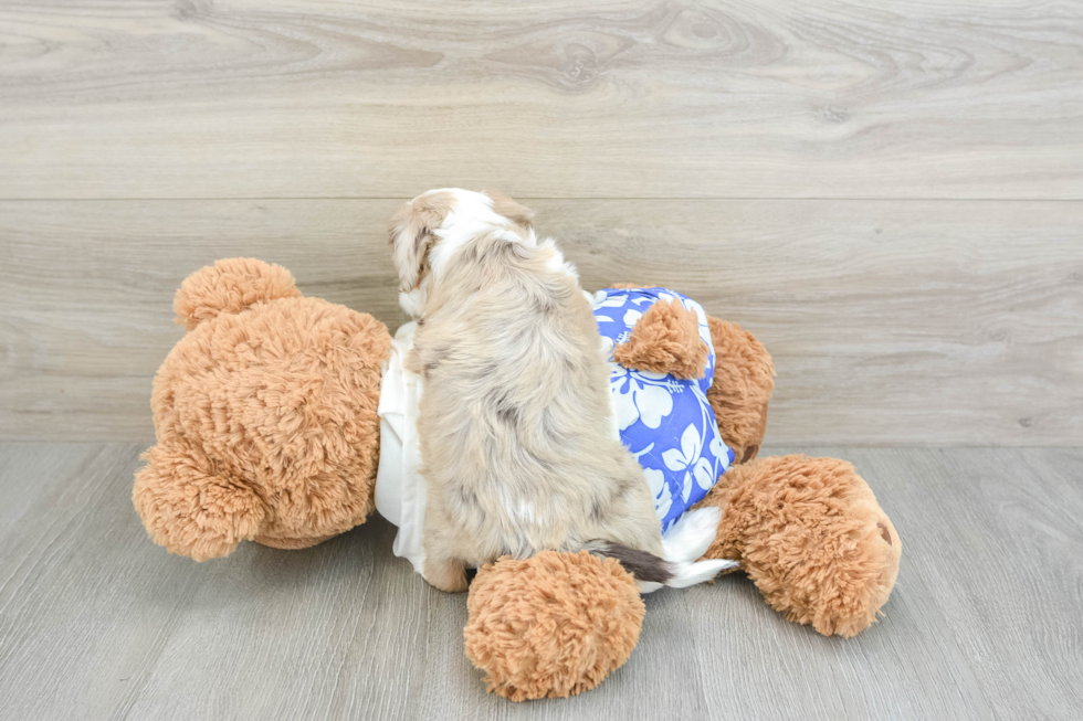 Mini Aussiedoodle Pup Being Cute