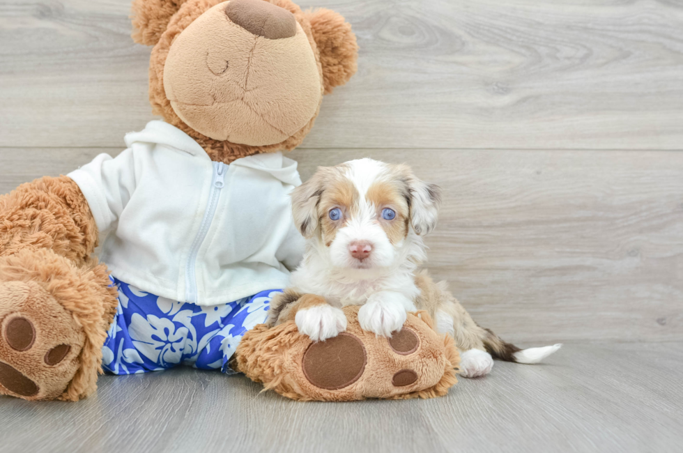 5 week old Mini Aussiedoodle Puppy For Sale - Lone Star Pups