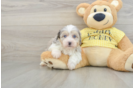 Happy Mini Aussiedoodle Baby