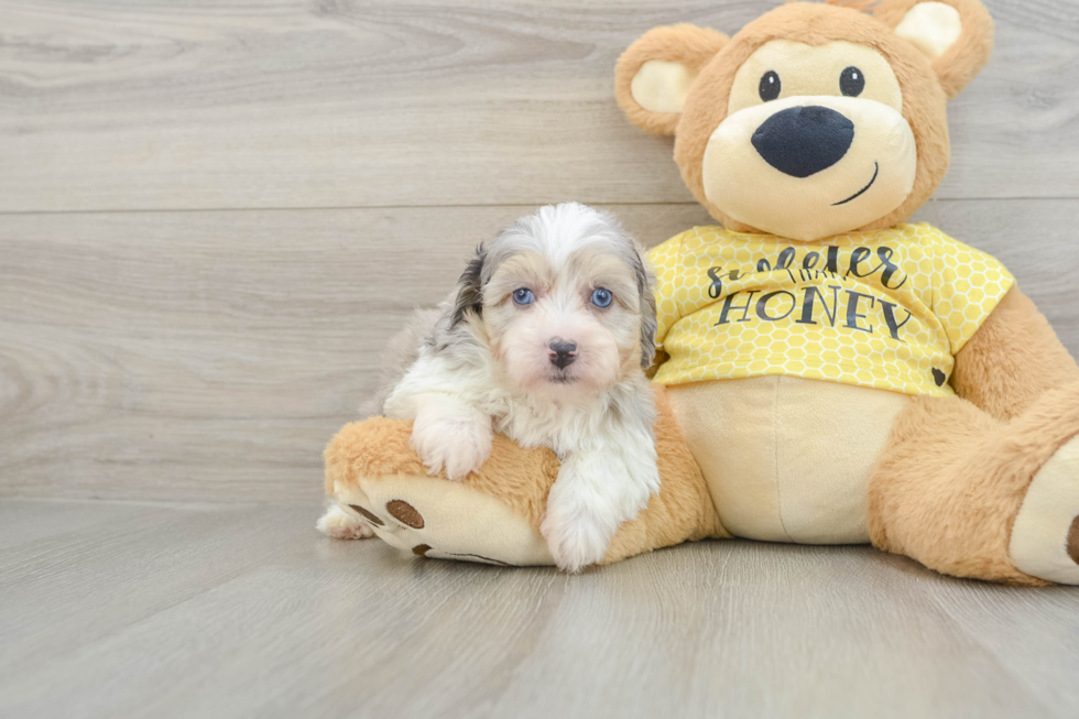 Happy Mini Aussiedoodle Baby