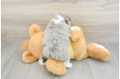 Smart Mini Aussiedoodle Poodle Mix Pup