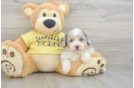 Mini Aussiedoodle Pup Being Cute