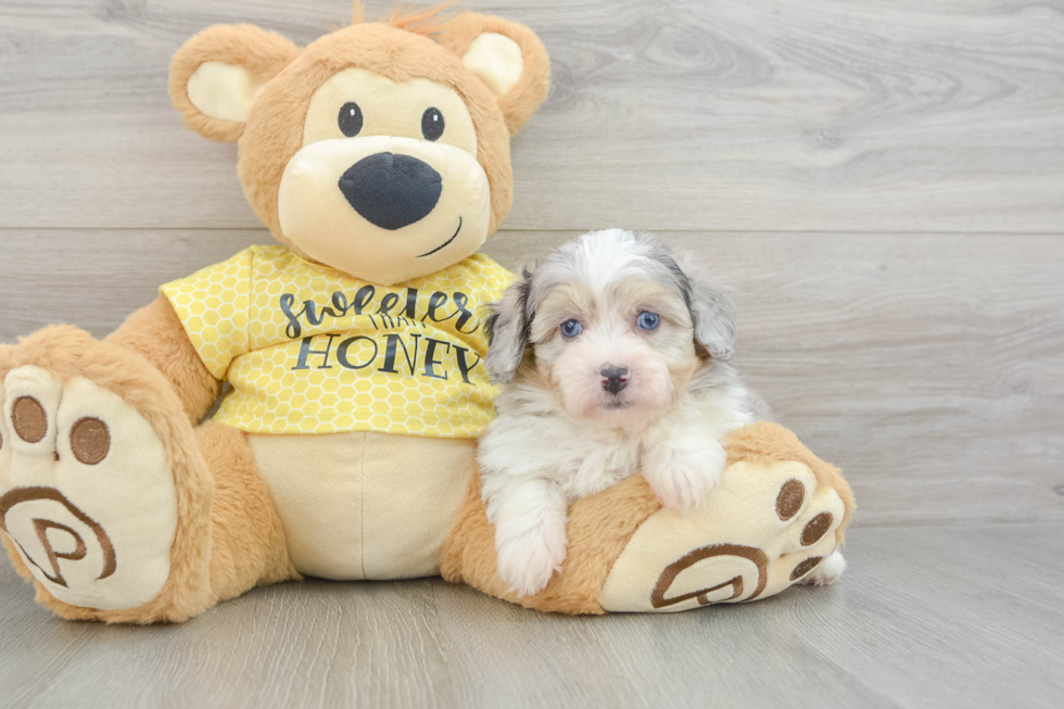 Mini Aussiedoodle Pup Being Cute