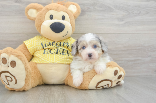 Mini Aussiedoodle Pup Being Cute