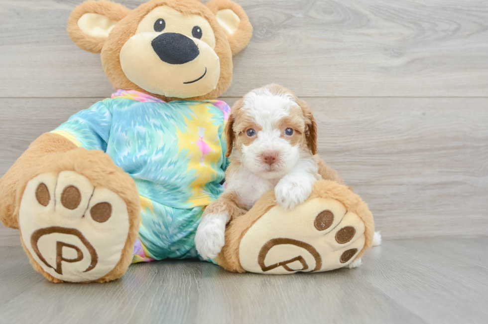 5 week old Mini Aussiedoodle Puppy For Sale - Lone Star Pups