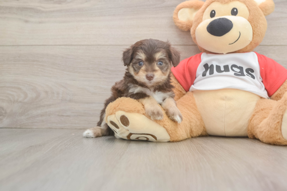 5 week old Mini Aussiedoodle Puppy For Sale - Lone Star Pups