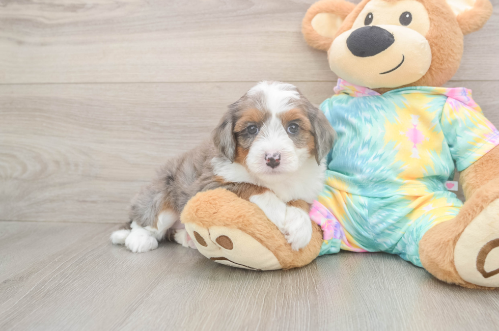 5 week old Mini Aussiedoodle Puppy For Sale - Lone Star Pups