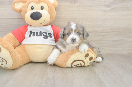 5 week old Mini Aussiedoodle Puppy For Sale - Lone Star Pups Best Mini Aussiedoodle Baby