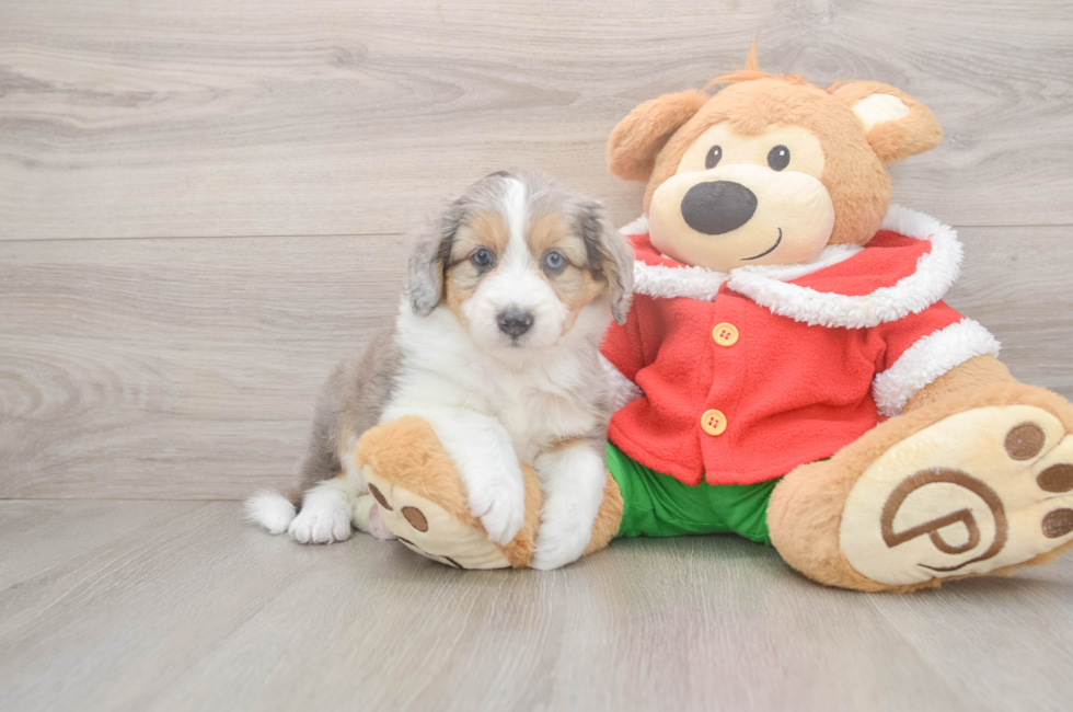 5 week old Mini Aussiedoodle Puppy For Sale - Lone Star Pups