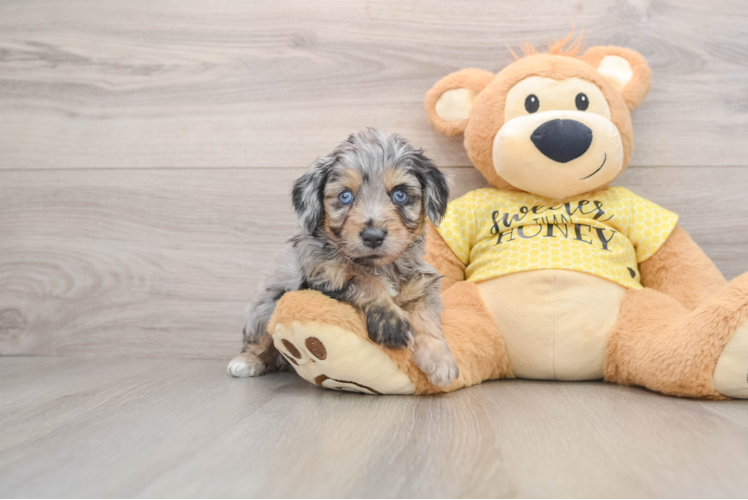 Best Mini Aussiedoodle Baby