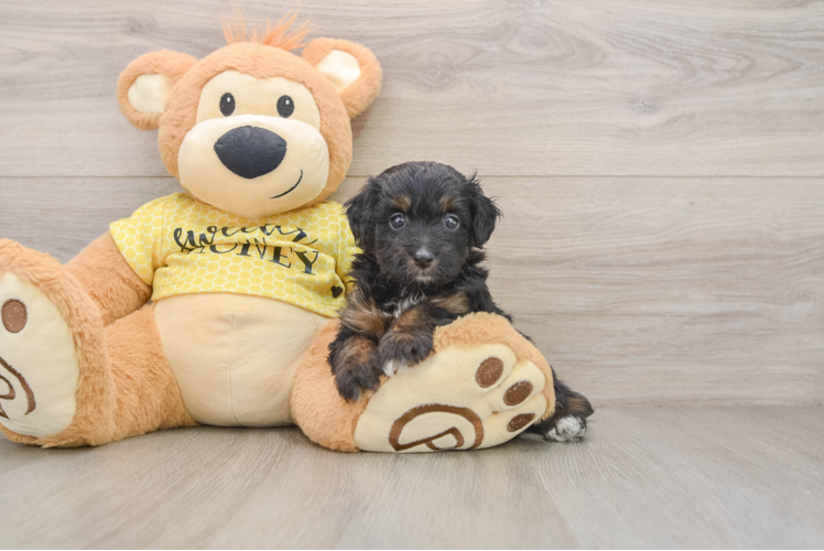 Petite Mini Aussiedoodle Poodle Mix Pup