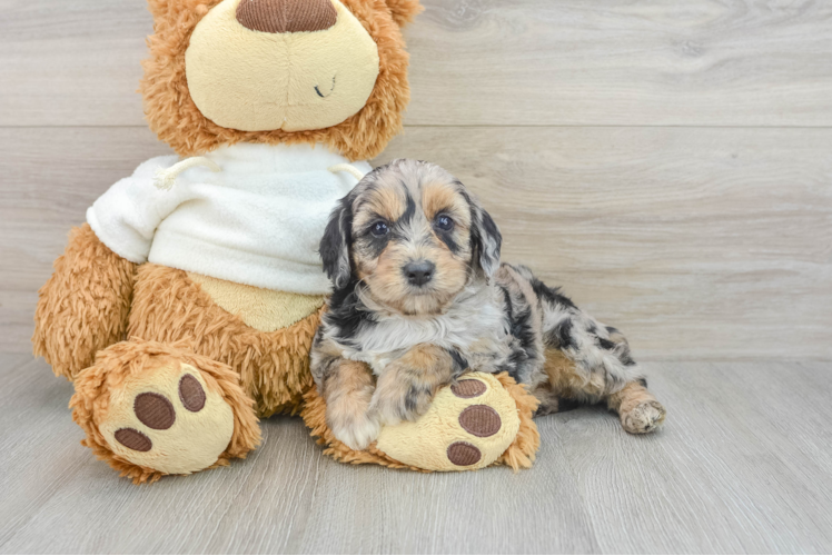 Small Mini Aussiedoodle Baby