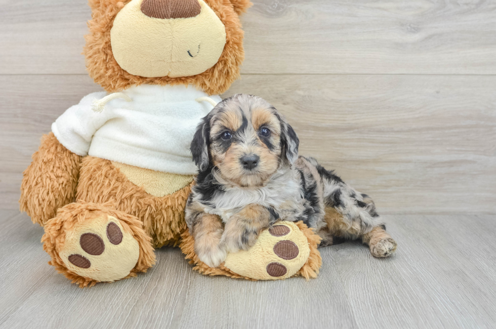 7 week old Mini Aussiedoodle Puppy For Sale - Lone Star Pups