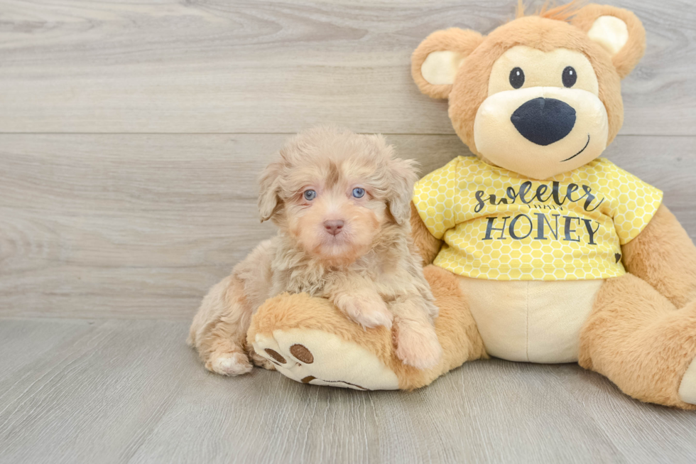 Adorable Mini Australian Shepherd X Poodle Mix Poodle Mix Puppy
