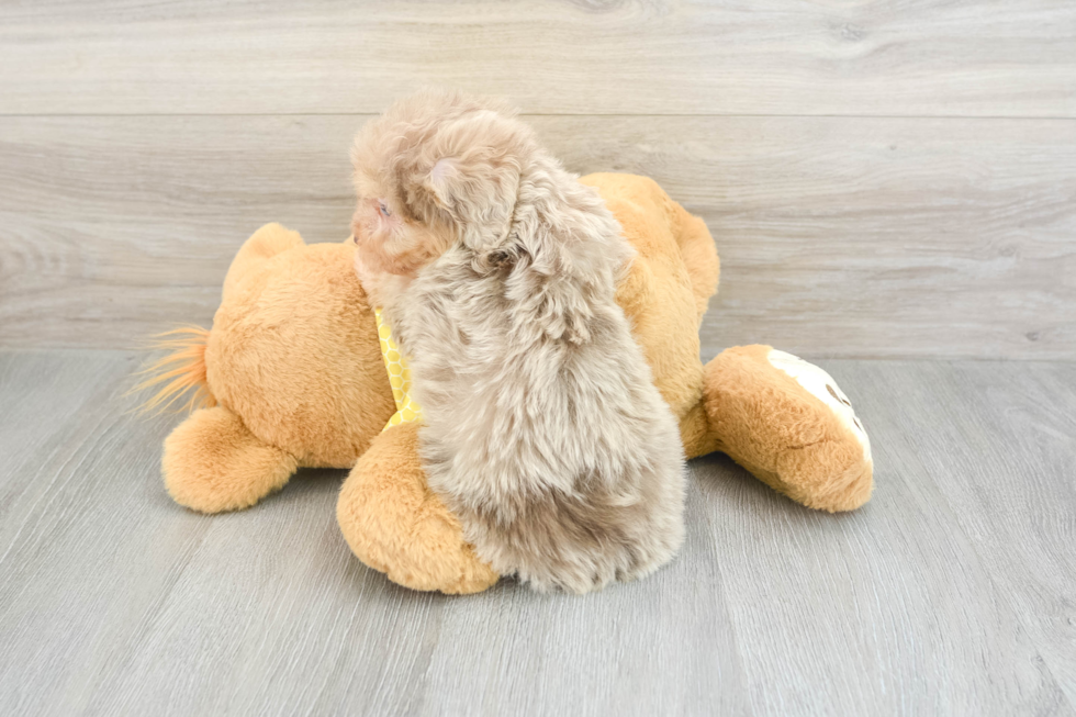 Mini Aussiedoodle Pup Being Cute