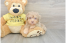 Mini Aussiedoodle Pup Being Cute
