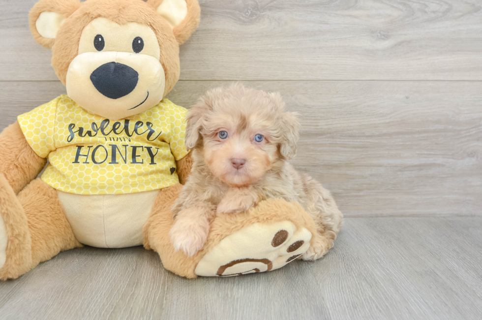 5 week old Mini Aussiedoodle Puppy For Sale - Lone Star Pups