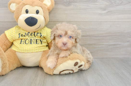 Mini Aussiedoodle Pup Being Cute