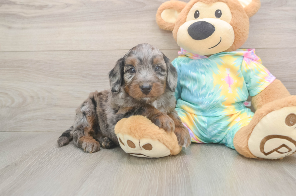 5 week old Mini Aussiedoodle Puppy For Sale - Lone Star Pups