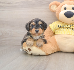 9 week old Mini Aussiedoodle Puppy For Sale - Lone Star Pups