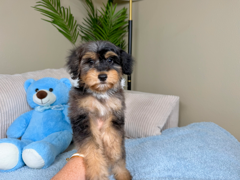Mini Aussiedoodle Pup Being Cute