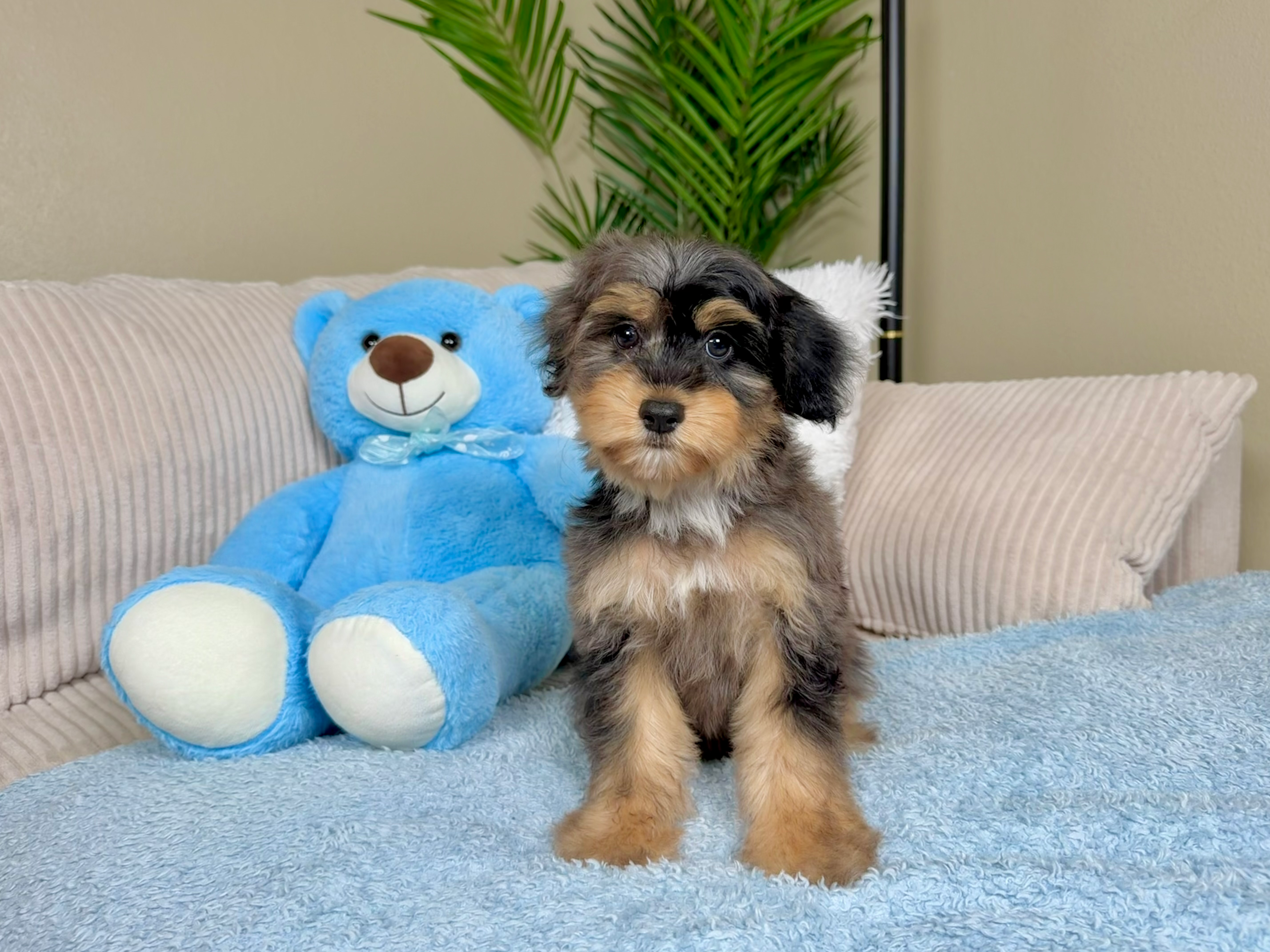 Cute Mini Aussiedoodle Poodle Mix Pup