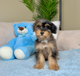 10 week old Mini Aussiedoodle Puppy For Sale - Lone Star Pups