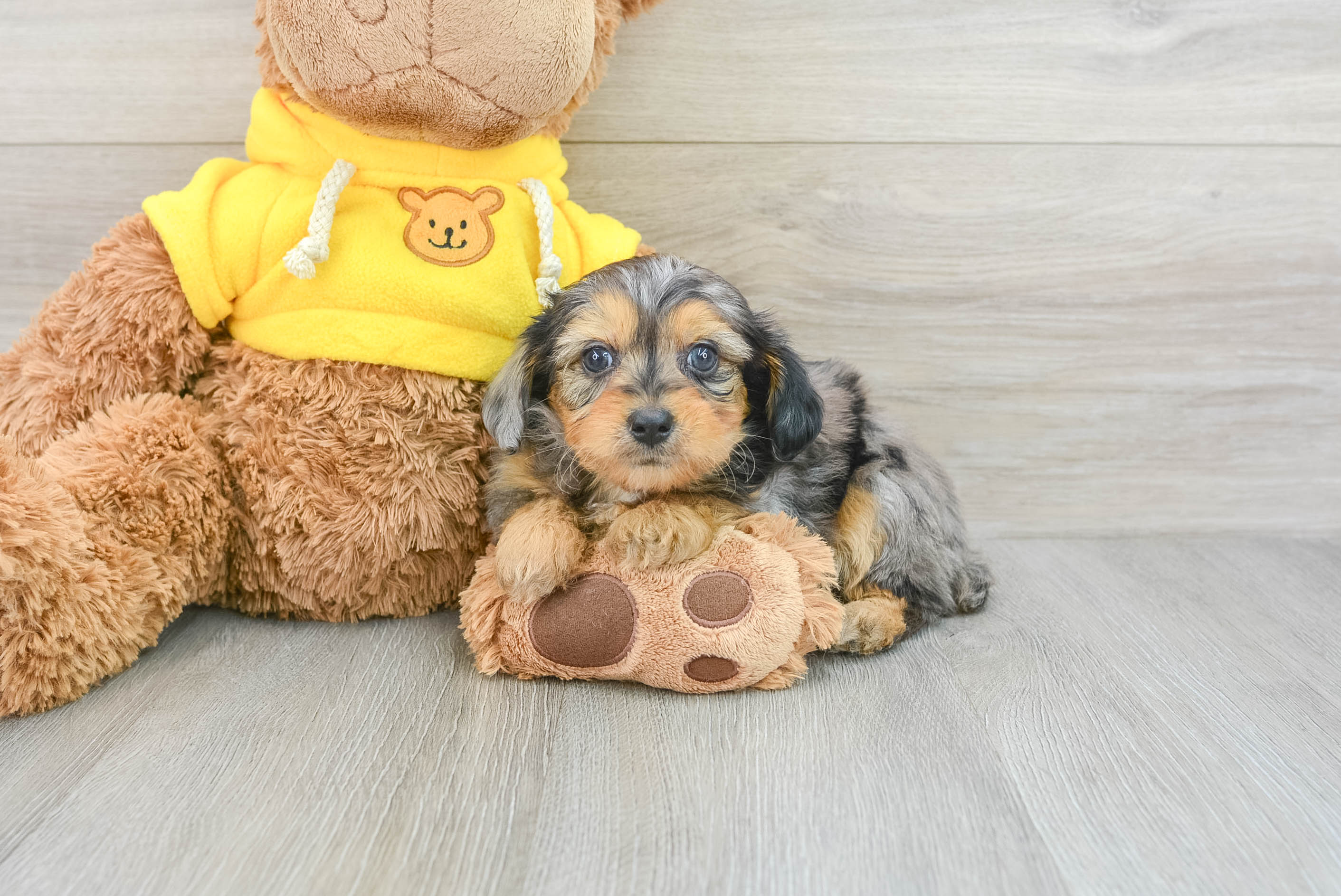 Mini Aussiedoodle Pup Being Cute
