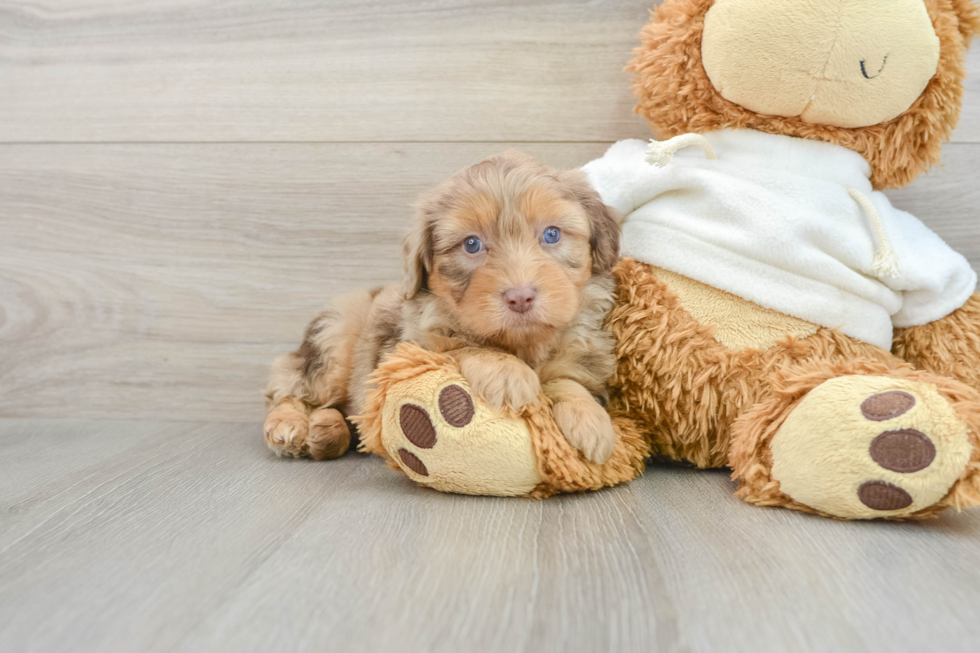 Mini Aussiedoodle Puppy for Adoption