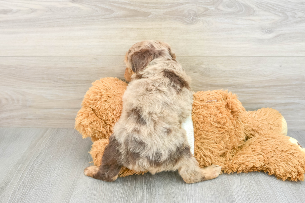 Funny Mini Aussiedoodle Poodle Mix Pup