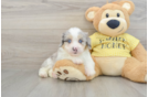 Mini Aussiedoodle Puppy for Adoption