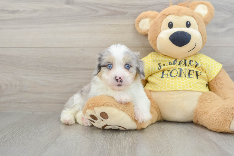 Mini Aussiedoodle Puppy for Adoption
