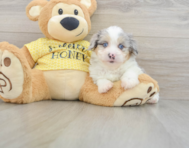 9 week old Mini Aussiedoodle Puppy For Sale - Lone Star Pups