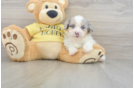 Mini Aussiedoodle Puppy for Adoption