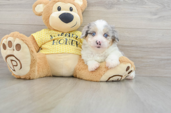 Mini Aussiedoodle Puppy for Adoption