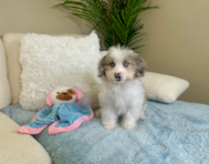 10 week old Mini Aussiedoodle Puppy For Sale - Lone Star Pups