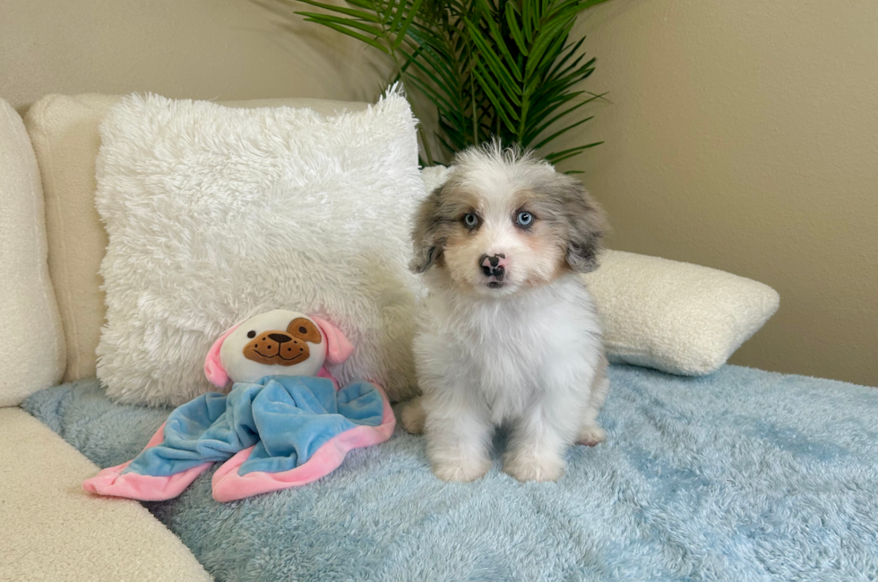 10 week old Mini Aussiedoodle Puppy For Sale - Lone Star Pups