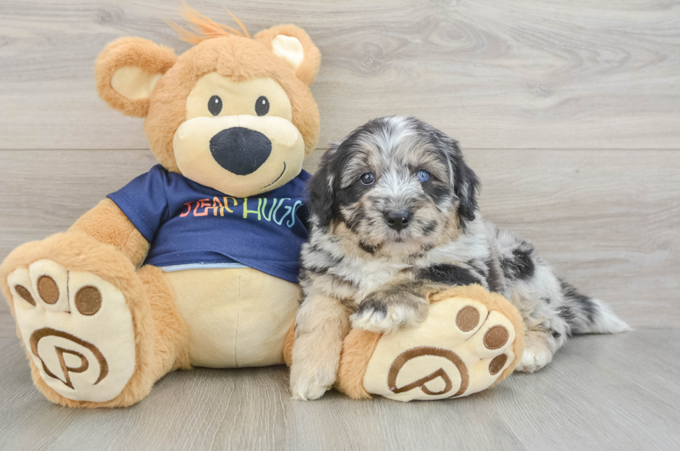 5 week old Mini Aussiedoodle Puppy For Sale - Lone Star Pups
